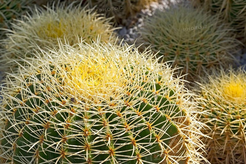 Golden barrel cactus