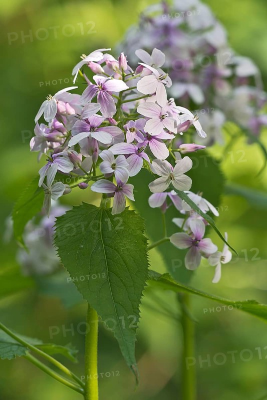 Perennial Honesty (Lunaria rediviva)