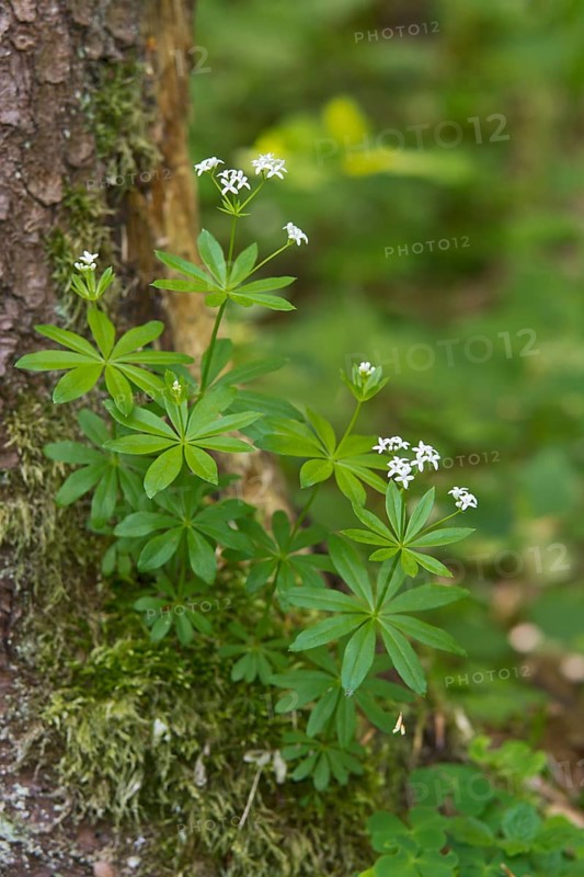 Woodruff (Galium oduratum)