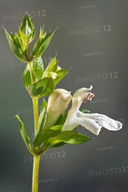 Basil Ziest (Stachyis ocymastrum)