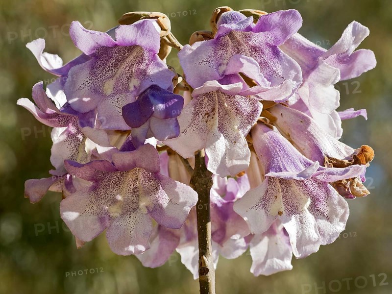 Paulownia imperialis (Paulownia tomentosa