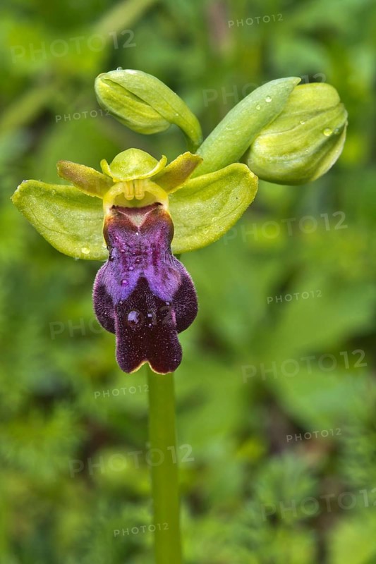 Eleonora orchid (Ophrys eleonorae)