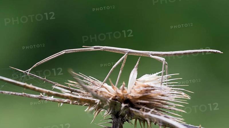 French Stick Insect (Clonopsis gallica)