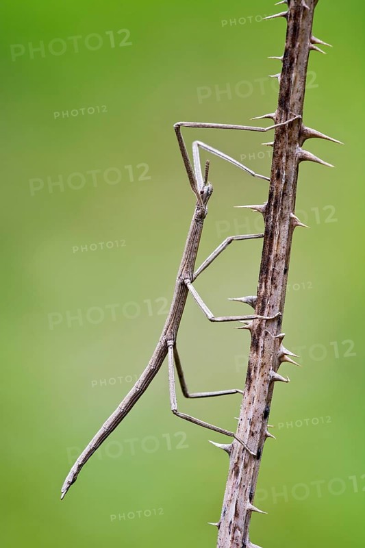 French Stick Insect (Clonopsis gallica)