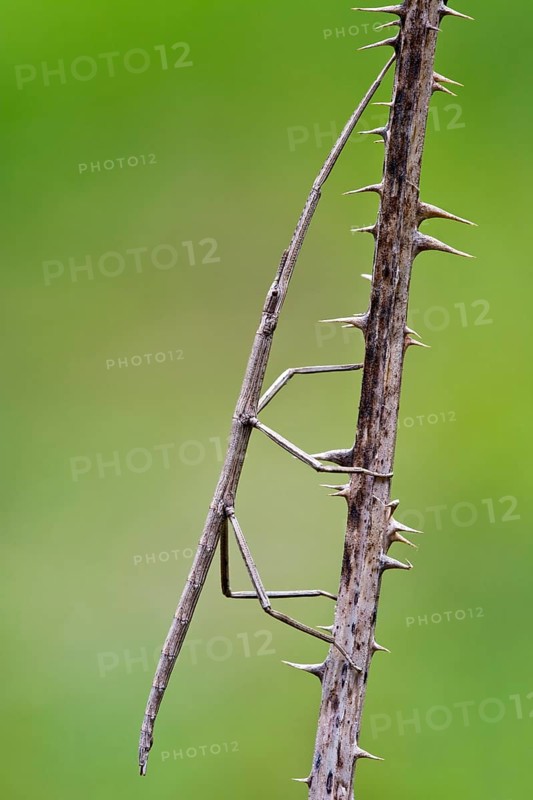 French Stick Insect (Clonopsis gallica)