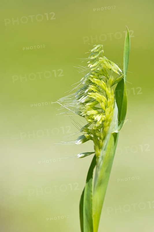 Golden dog's-tail (Lamarckia aurea)