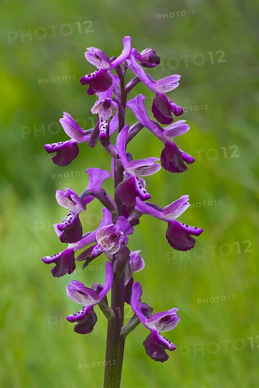 Long-spurred Orchid (Orchis longicornu) S'Ena Arrubia