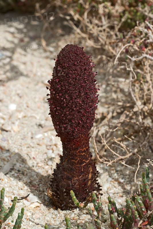 Maltese fungus or Maltese mushroom (Cynomorium coccineum)