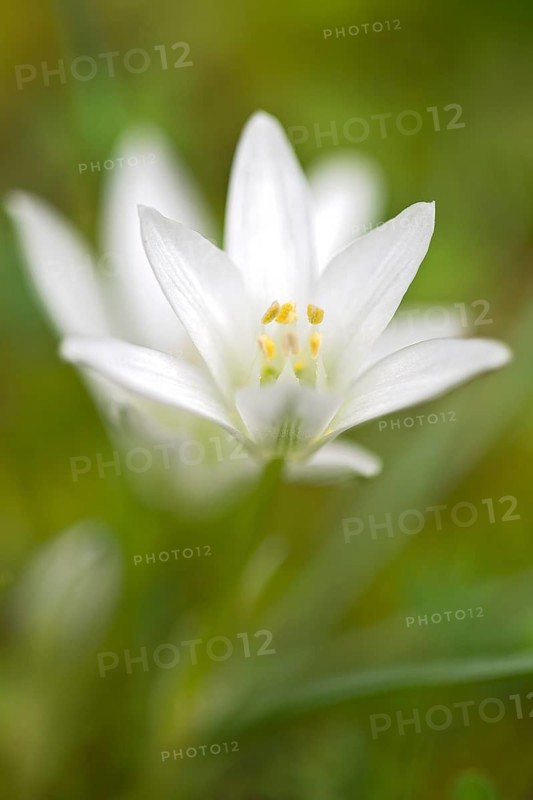 Star of Bethlehem (Ornithogalum ssp.)