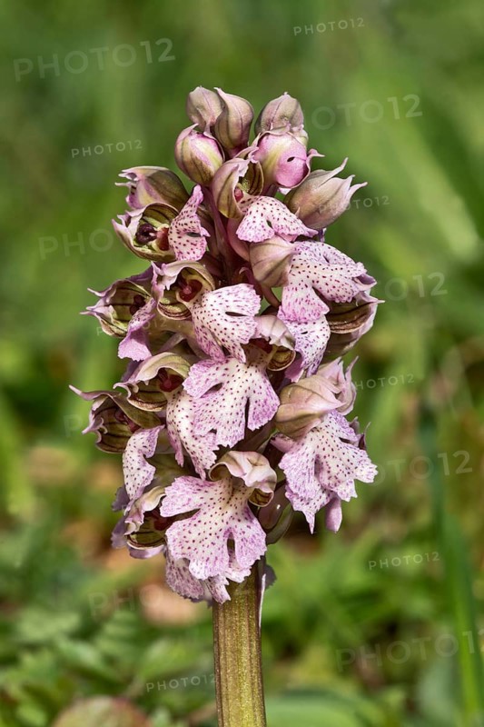 Milk White Orchid (Orchis lactea)