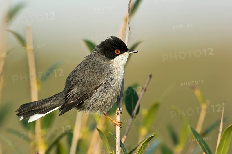 Sardinian Warbler (Sylvia melanocephala)