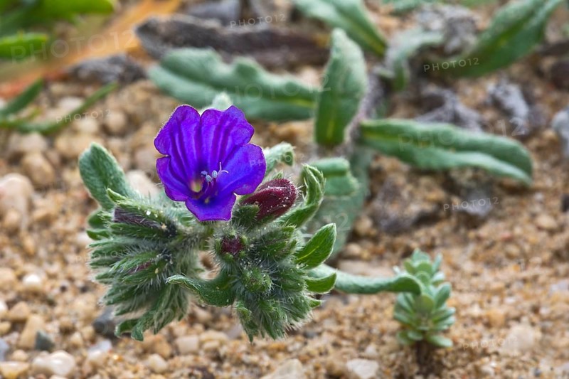 Echium Sabulicola (Echium Sabulicola)