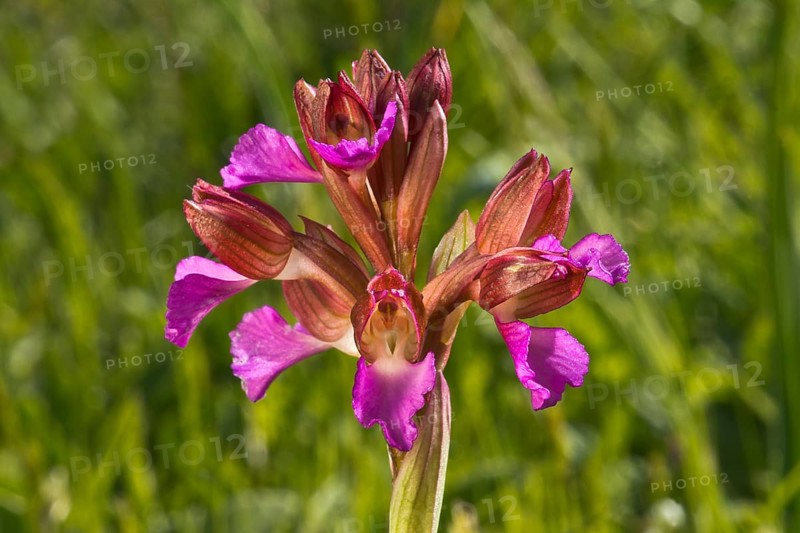 Butterfly orchid (Anacamptis papilionacea)