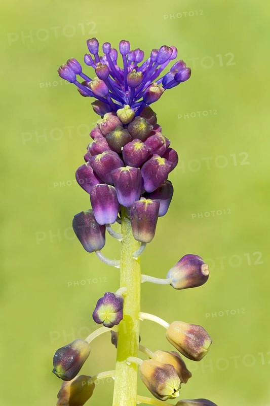 Tassel hyacinth (Muscari comosum)