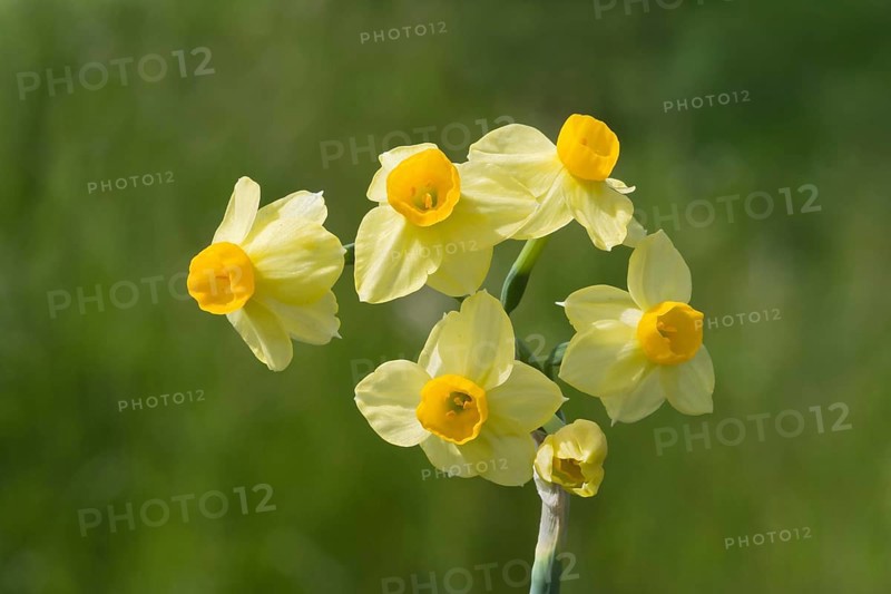 Bunch-flowered narcissus (Narcissus tazetta)