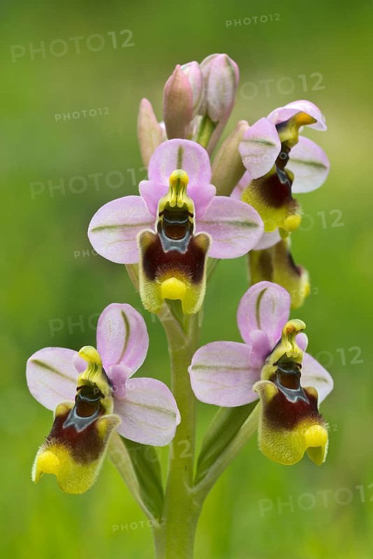Sawfly orchid (Ophrys tenthredinifera) S'Ena Arrubia