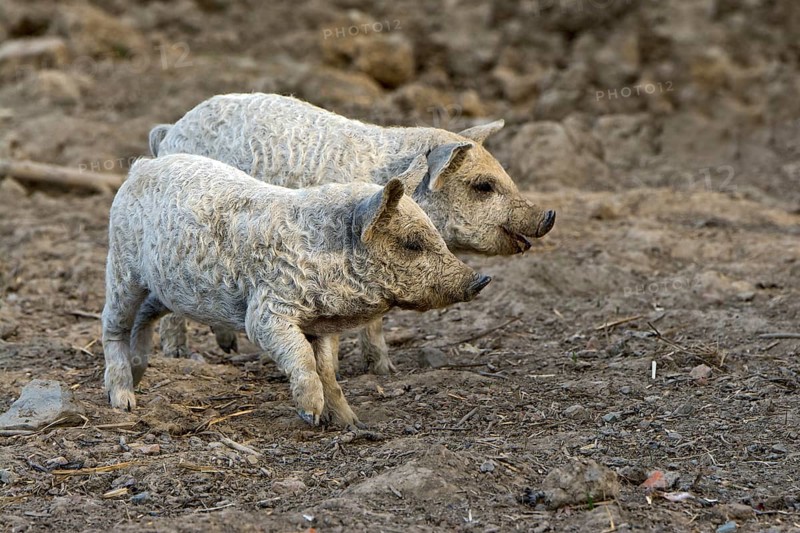 Mangalica (Sus scrofa domestica)