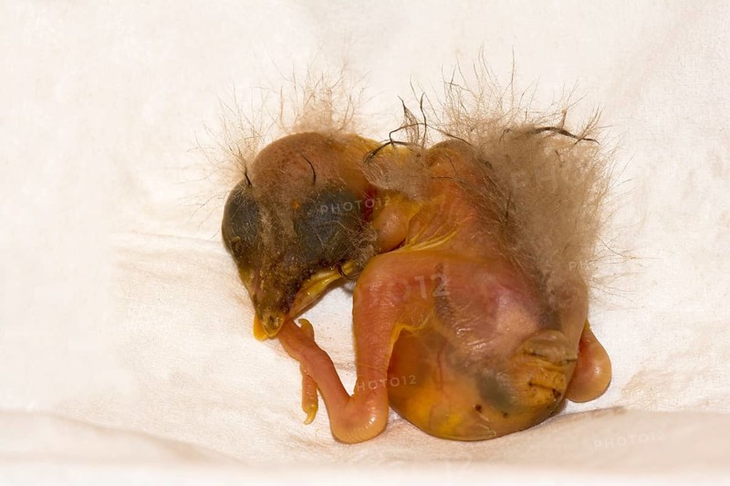 A few days old fallen baby bird