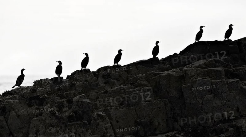 Seven great cormorants (Phalacrocorax carbo) on rocky ground by the sea