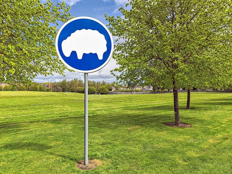 Grazing sheep sign on freshly mown meadow