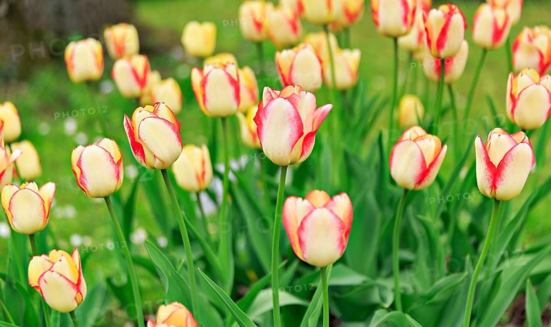 Blooming tulips (Tulipa)