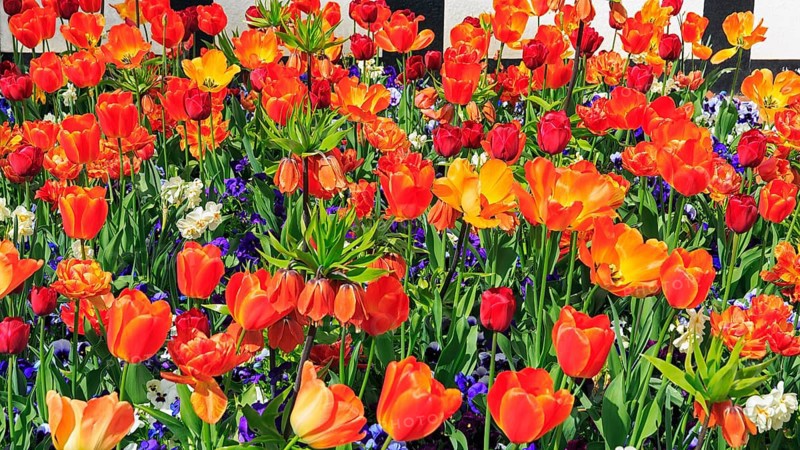 Tulips (Tulipa sp.)