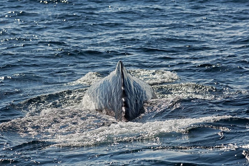 Sperm whale (Physeter macrocephalus syn. Physeter catodon)