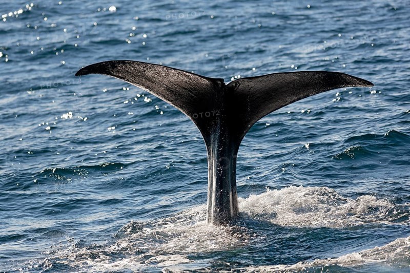 Sperm whale (Physeter macrocephalus Physeter or catodon)