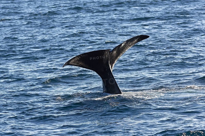 Sperm whale (Physeter macrocephalus Physeter or catodon)