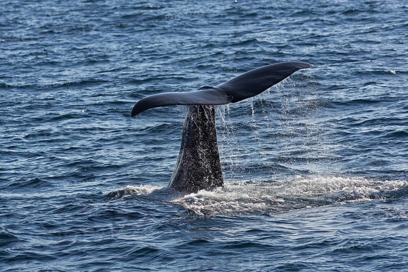 Sperm whale (Physeter macrocephalus Physeter or catodon)
