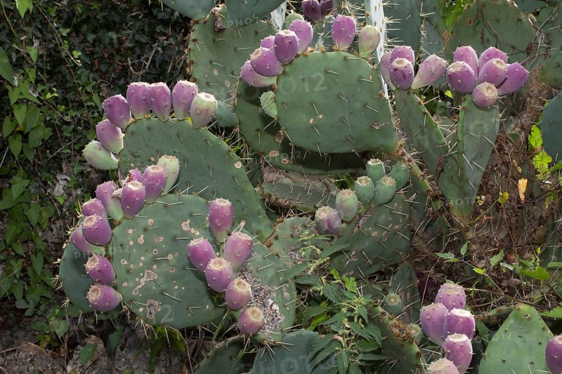 Flowers on a Barbary fig (Opuntia ficus)