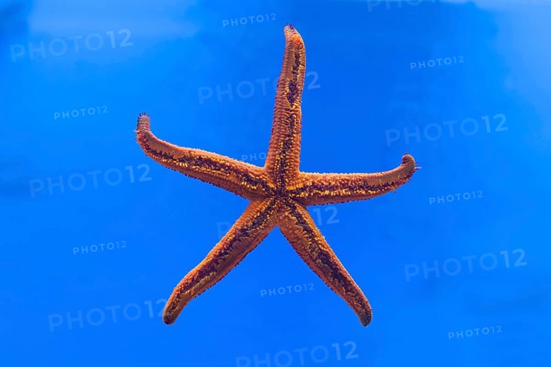 Starfish (Hacelia attenuata)