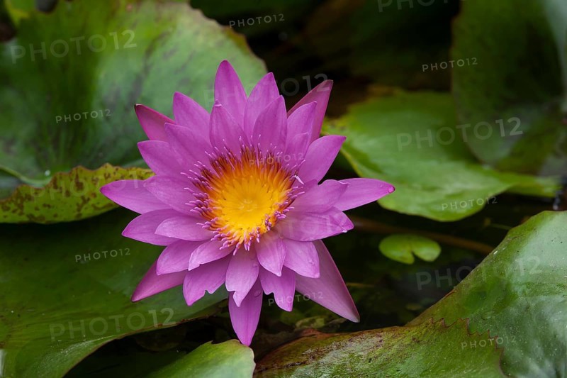 Blue Lotus (Nymphaea caerulea)