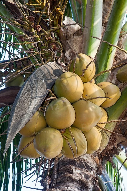 The top of a coconut palm tree (Cocos nucifera) with coconuts on Rang Beach