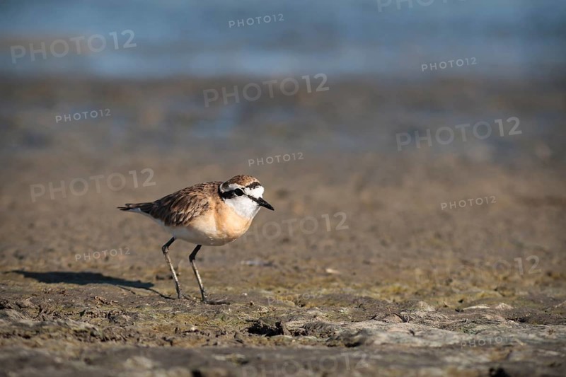 Kittlitz's Plover or Kittlitz's Sandplover (Charadrius pecuarius)