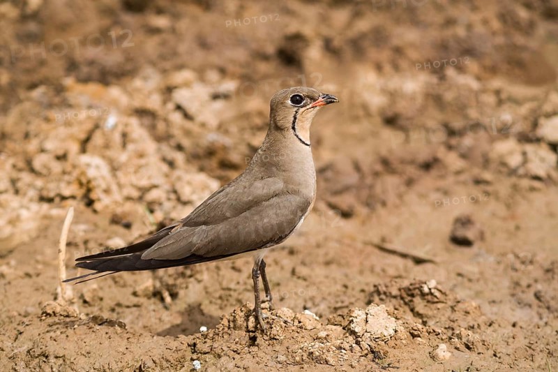 Collared Pratincole (Glareola pratincola)