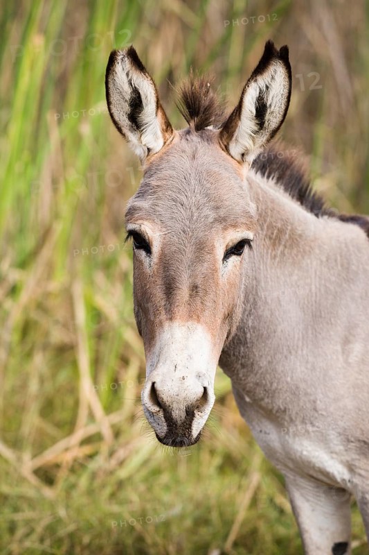 Donkey (Equus asinus)
