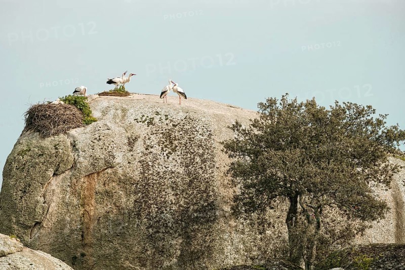 White Storks (Ciconia ciconia) nesting on granite boulders