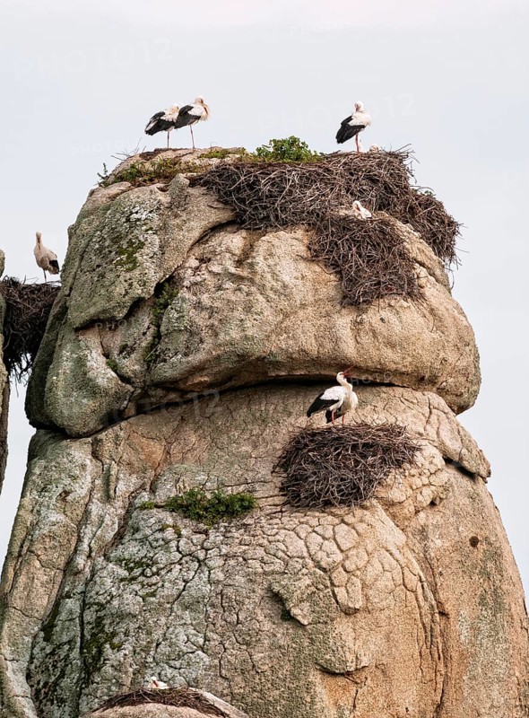 White Storks (Ciconia ciconia) nesting on granite boulders