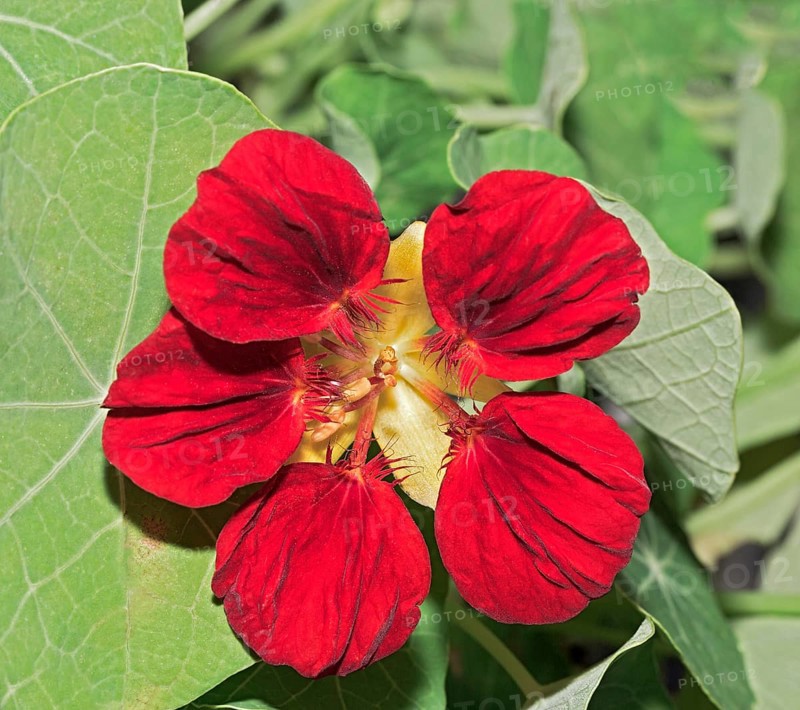 Flower of a Nasturtium (Tropaeolum sp.)