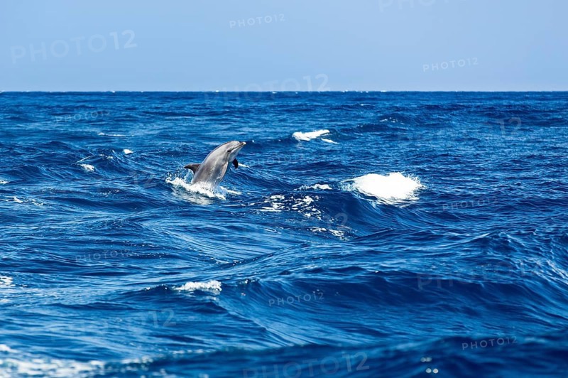 Bottlenose dolphin (Tursiops truncatus) jumping out of the water at Los Gigantes