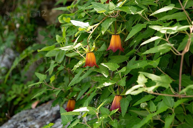 Flower of the Canary Bellflower (Canarina canariensis)