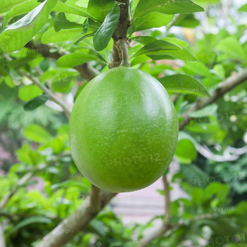 Pomelo (Citrus maxima)
