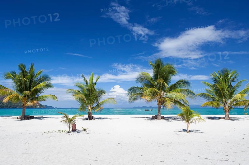 Palm trees on a beach