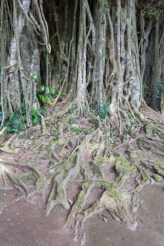 Banyan tree (Ficus benghalensis)