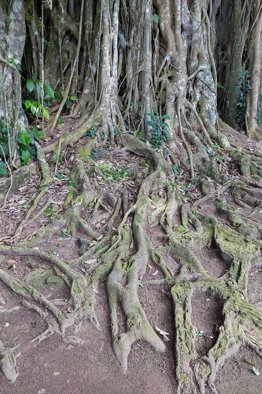 Banyan tree (Ficus benghalensis)