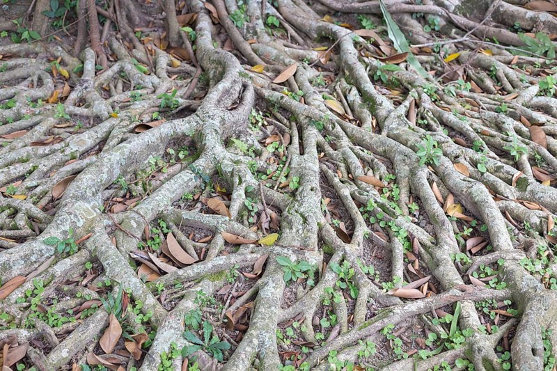 Banyan tree (Ficus benghalensis)