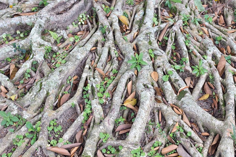 Banyan tree (Ficus benghalensis)