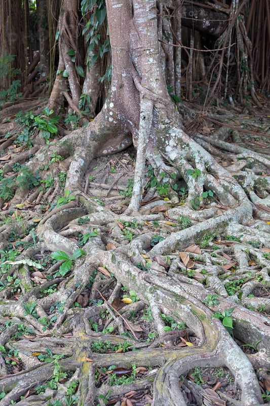 Banyan tree (Ficus benghalensis)