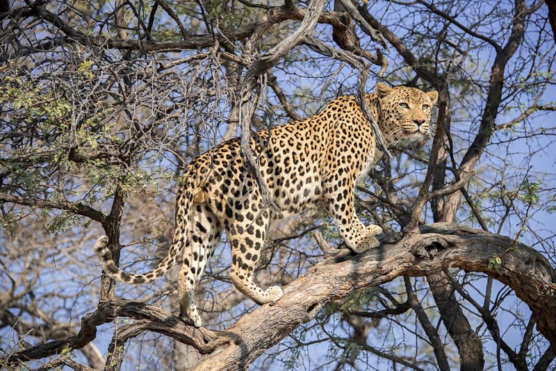 Leopard (Panthera pardus) climbing on tree